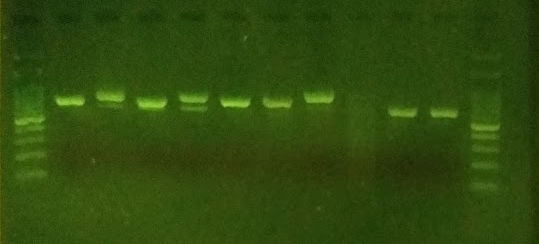 PCR amplicons of the ITS barcode region produced from sampled fungi.