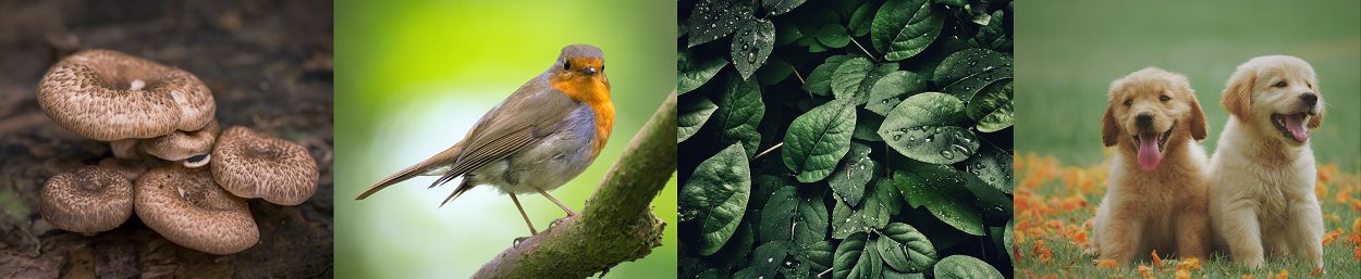 mushroom-bird-plant-mammal