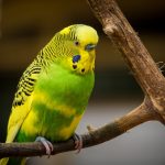 Green and Yellow Budgerigar