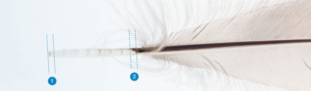 Feather with two indicated cutting regions for sampling DNA.