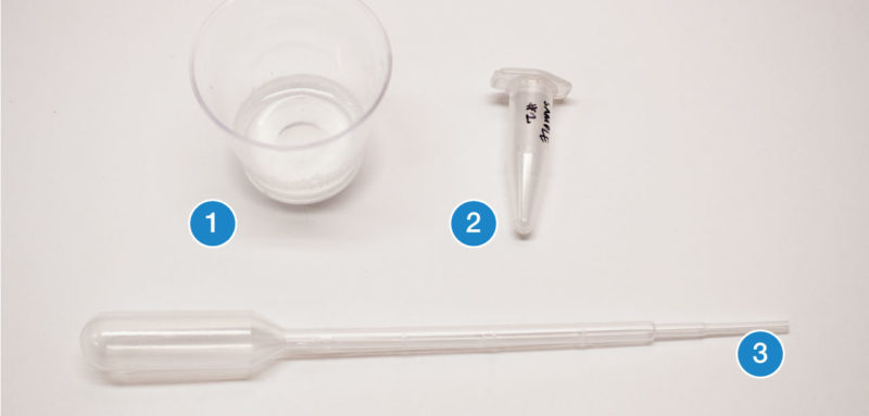 Biotechnology 101 Protocol: DNA Extraction From Saliva | Bento Lab