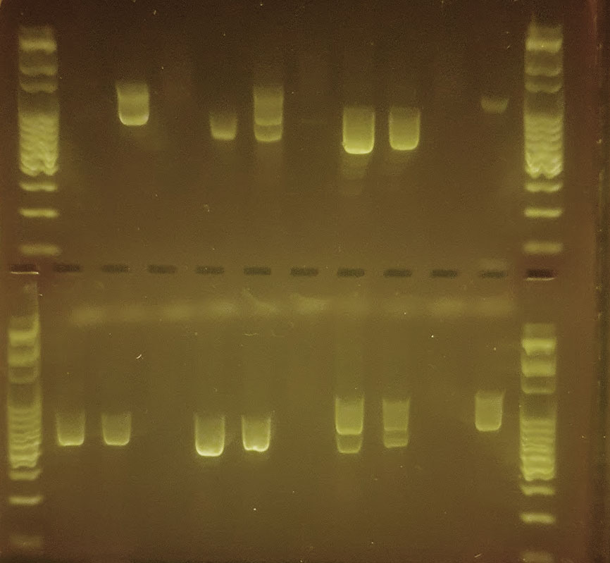 Picture of Gel Electrophoresis bands for DNA barcoding